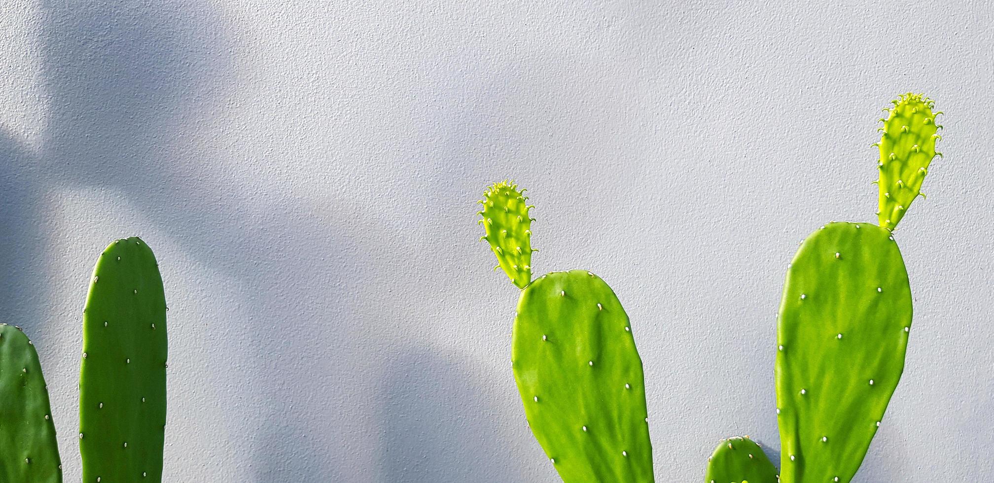 Green cactus with shadow on gray concrete wall with copy space. Tree or plant on grey wallpaper or background with light in the morning. photo