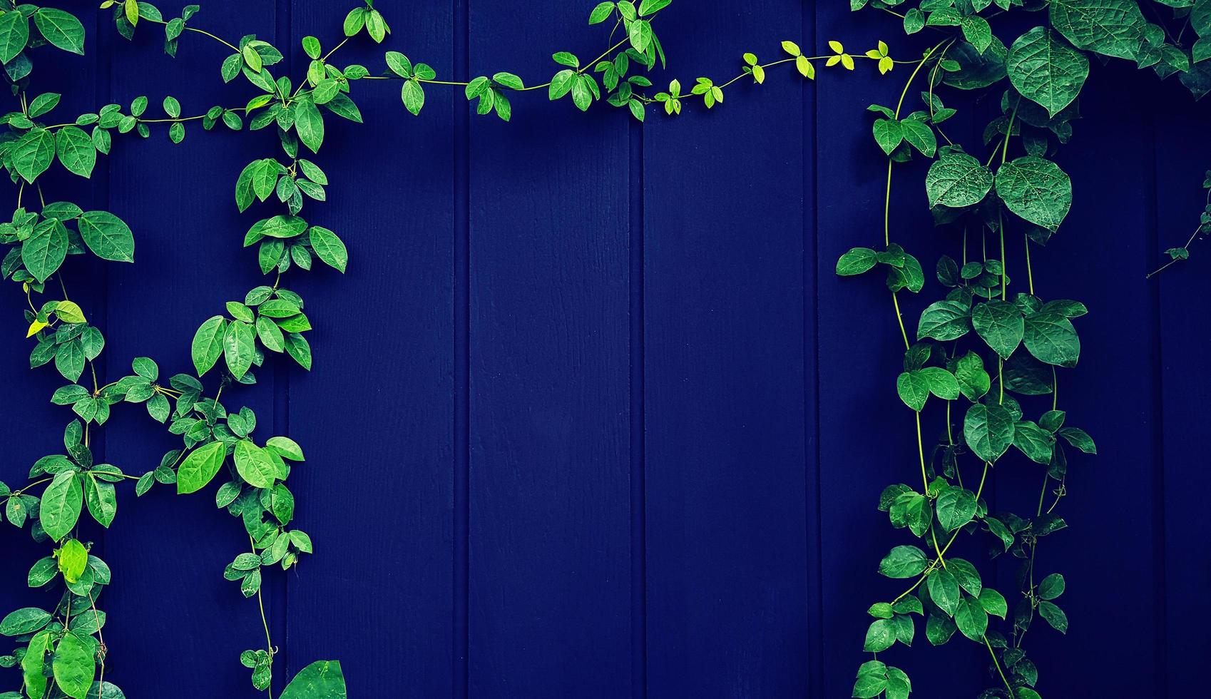Green Vine, ivy, liana, climber or creeper plant growth on black wooden wall with copy space on center or middle. Leaves on wallpaper or background in blue vintage filter tone. Beauty in nature. photo