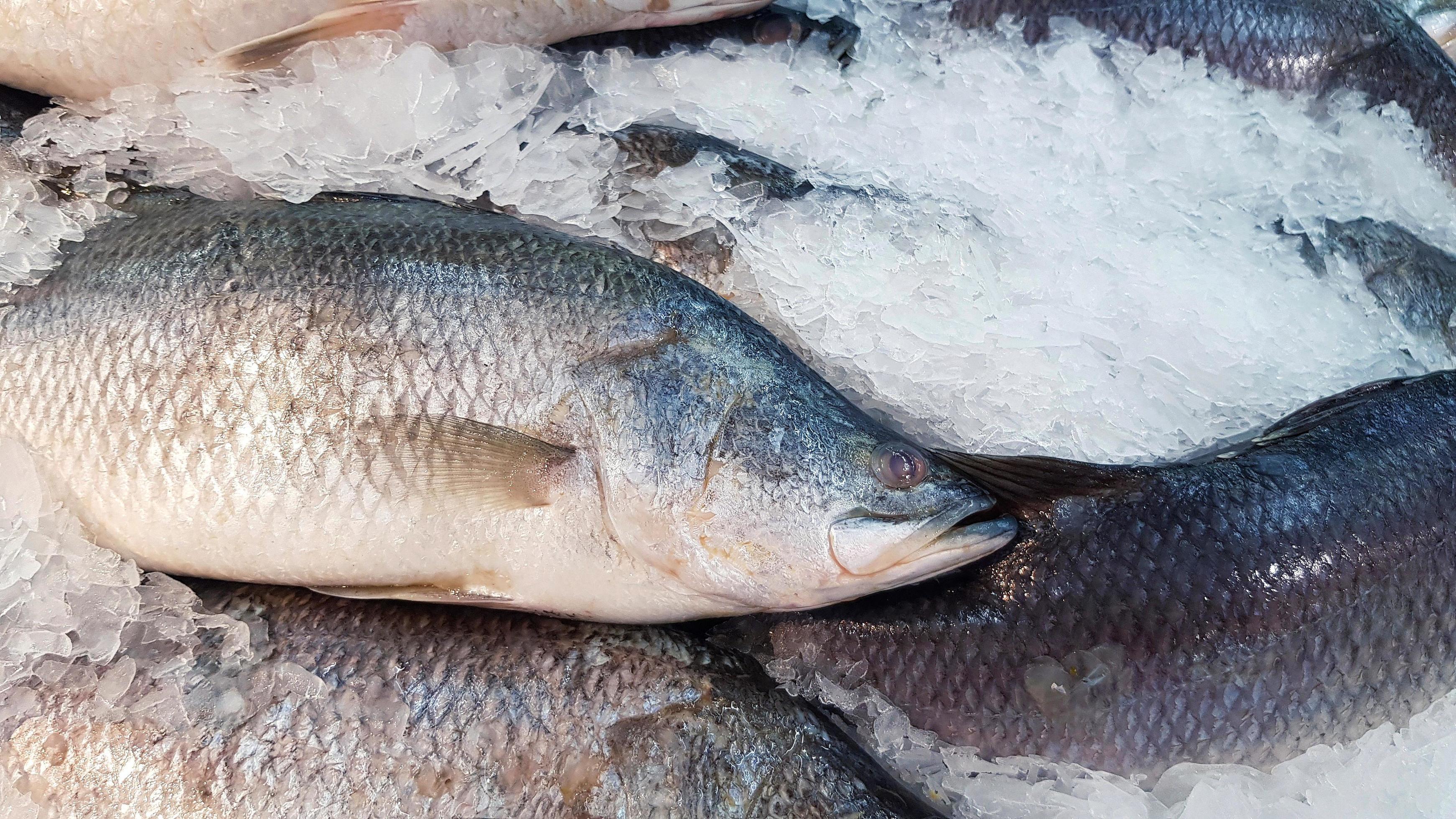 Many fresh Asian seabass, giant seaperch, barramundi or silver seaperch
