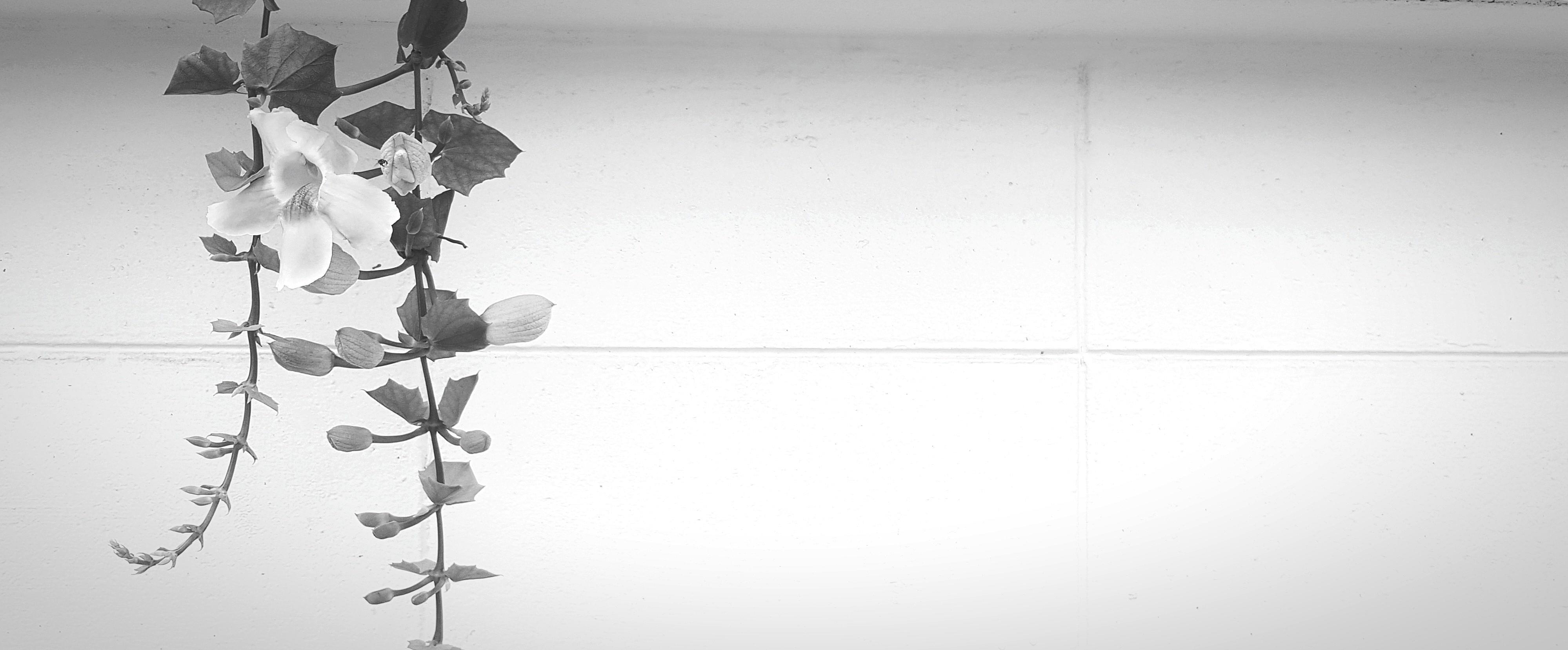 Gray vine, creeping plant with flower on white wall background with