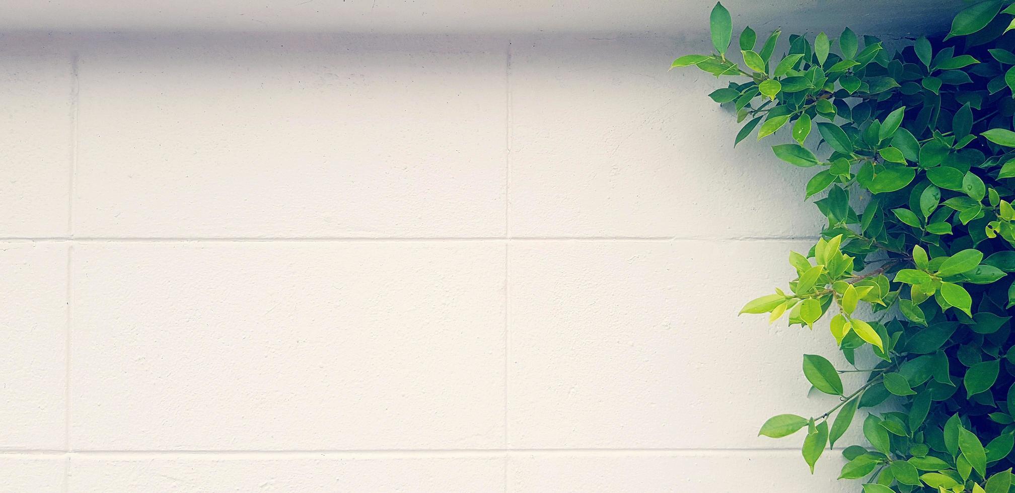 Green leaves plant with on white wall background with copy space on left in vintage tone filter. Leaf on concrete wallpaper. photo