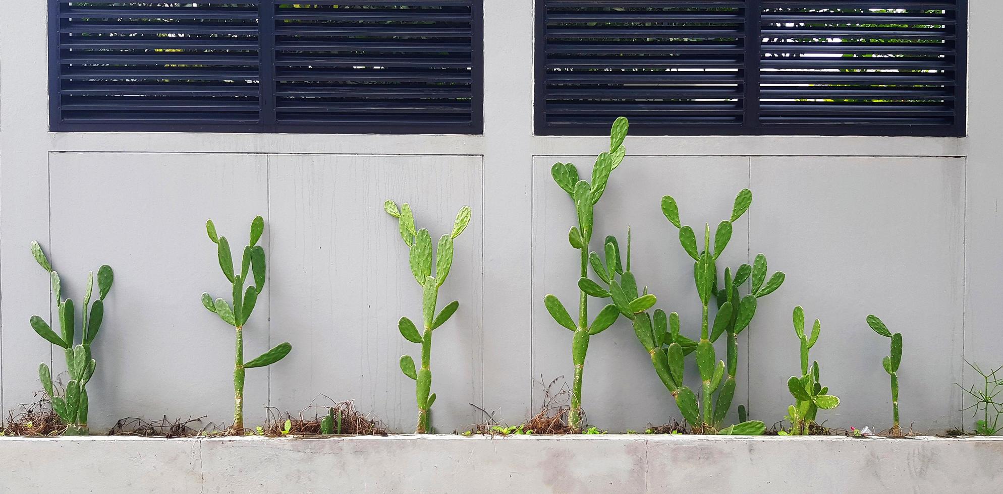 Many green cactus grow with gray concrete wall. Tree or plant on grey wallpaper or background. Desert or tropical plant growth. photo