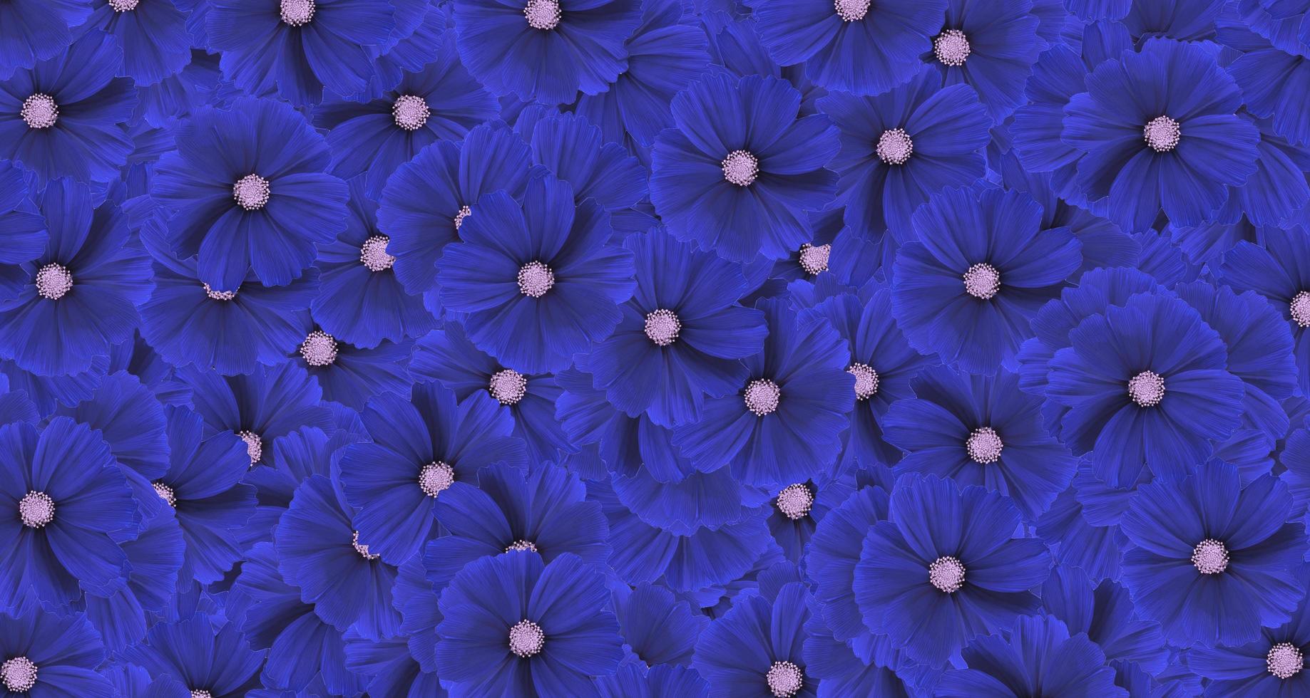 Dark blue cosmos flower pattern background. Art or abstract of flora, floral and beautiful natural wallpaper. photo
