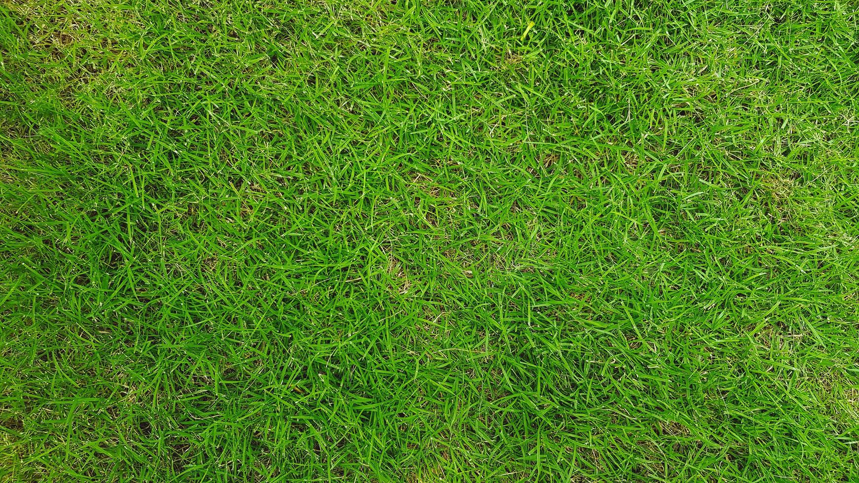 Green grass field for background or Land, Surface, lawn, Natural wallpaper and Playing sport game area concept photo