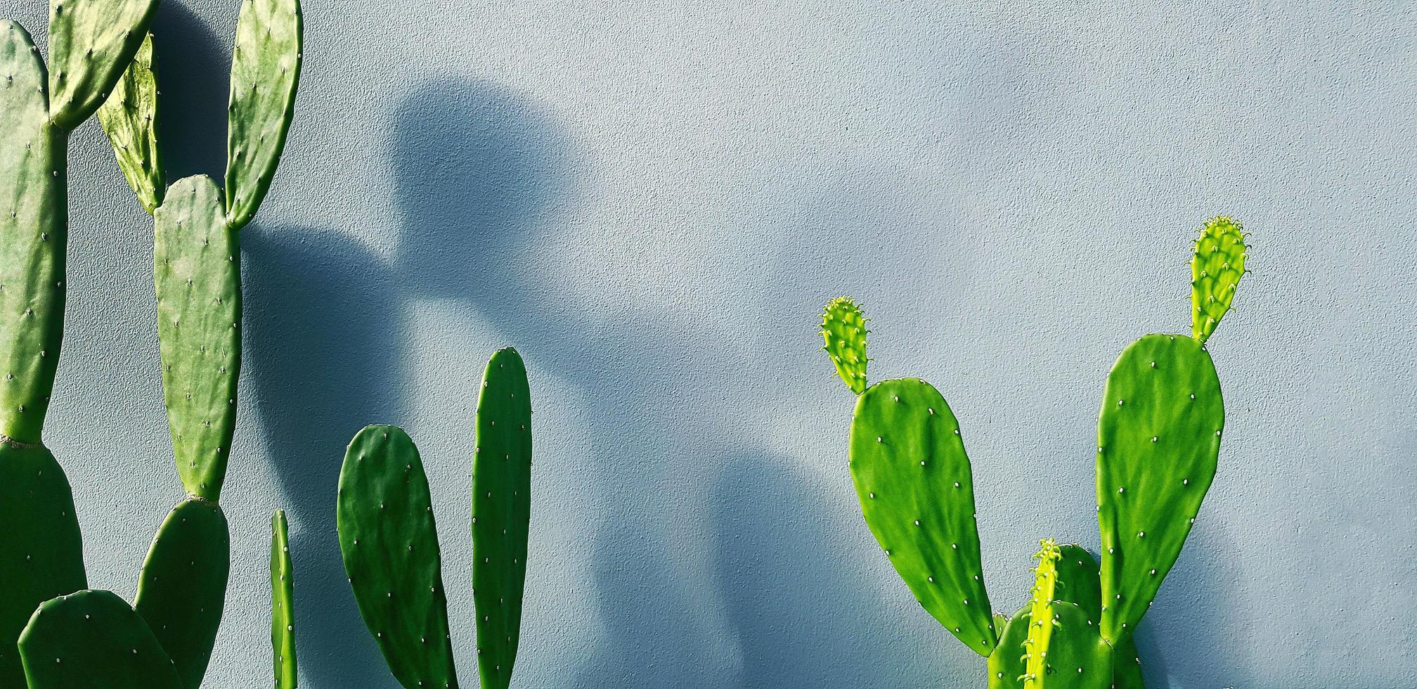 Green cactus with shadow on gray concrete wall with copy space. Tree or plant on grey wallpaper or background with light in the morning. photo