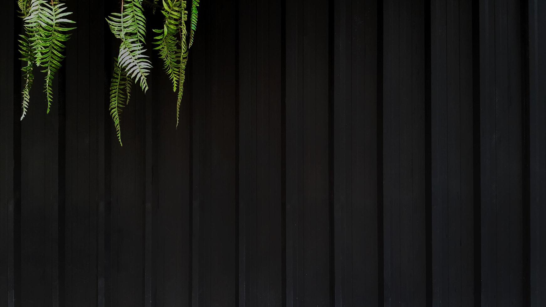 Green Vine, liana, creeper or fern on left top corner on black stainless steel background in vintage tone. Plant growth on dark shutter door wall with copy space. Line pattern of zinc wallpaper. photo