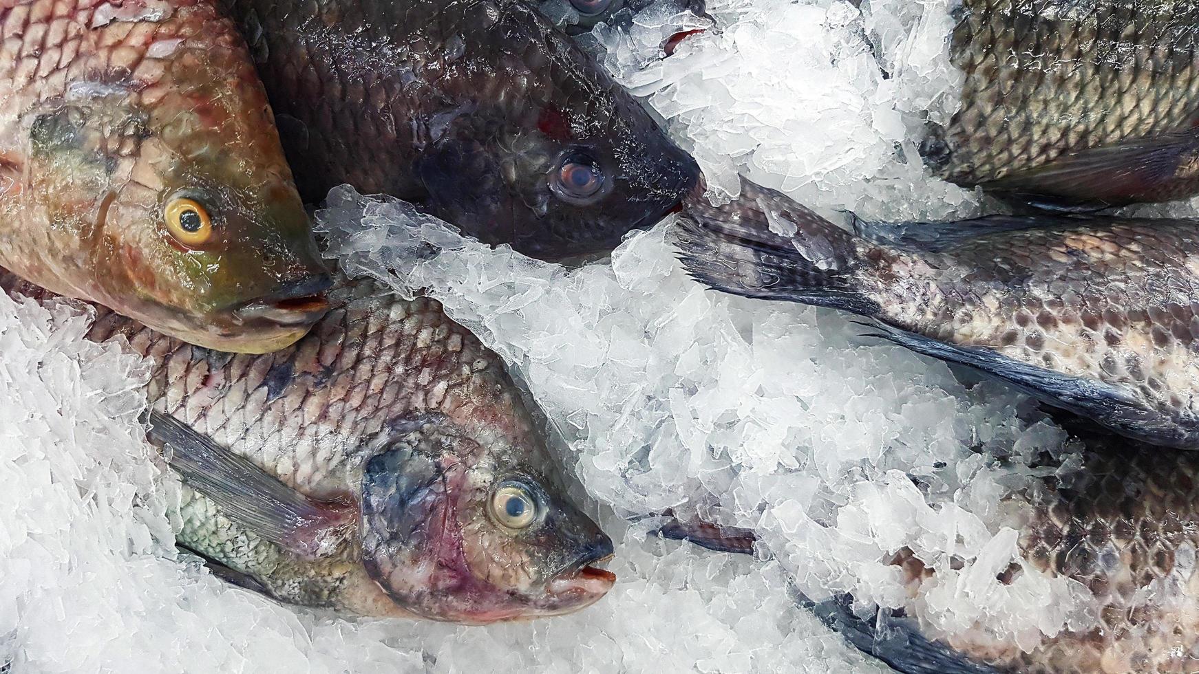 muchas tilapias frescas se congelan en hielo para la venta en el mercado de pescado o en el supermercado. grupo de animales, alimentos crudos y vida marina. foto