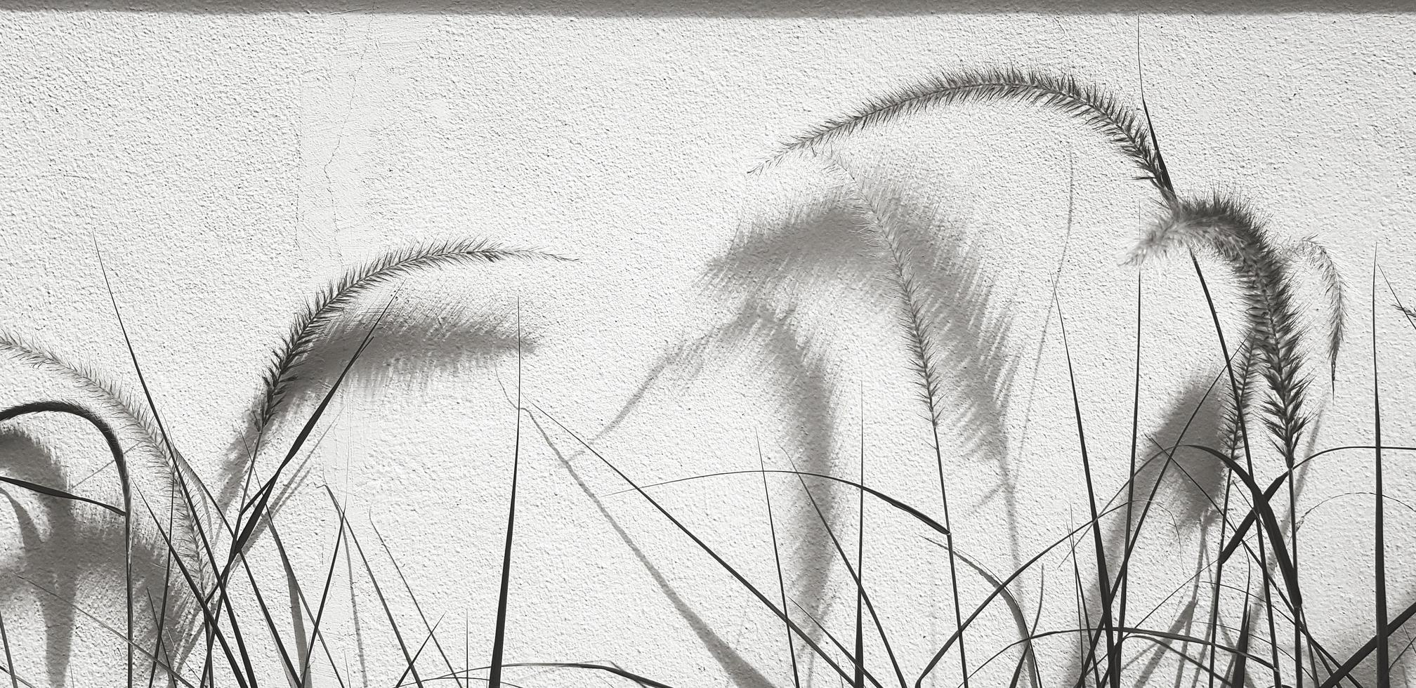 Grass flower and plant growth on white wall background with copy space. Beautiful of natural in monochrome tone. Tree with shadow in black and white picture style. photo