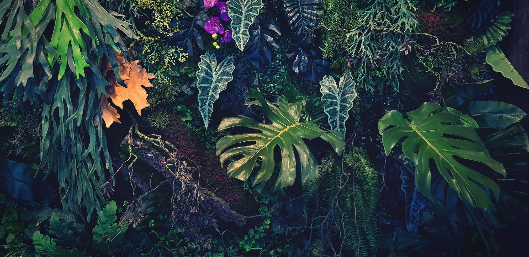 enredadera verde, vid o hiedra, filodendro gigante de orquídea púrpura o violeta, y hojas de monstera y pared de flores para el fondo. papel tapiz natural o patrón natural. temporada de frescura en tono vintage. foto