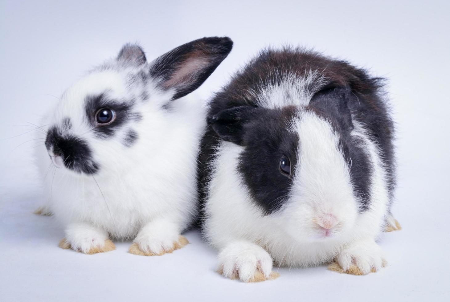 Two cute little rabbits with a black and white pattern on a white background. Pet concept. Easter day photo