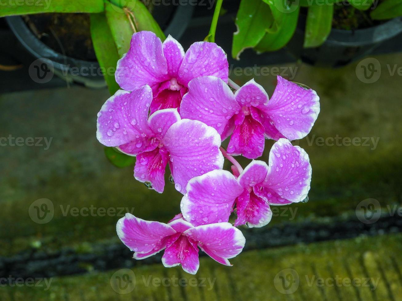 orchid flower blooming in the pot photo