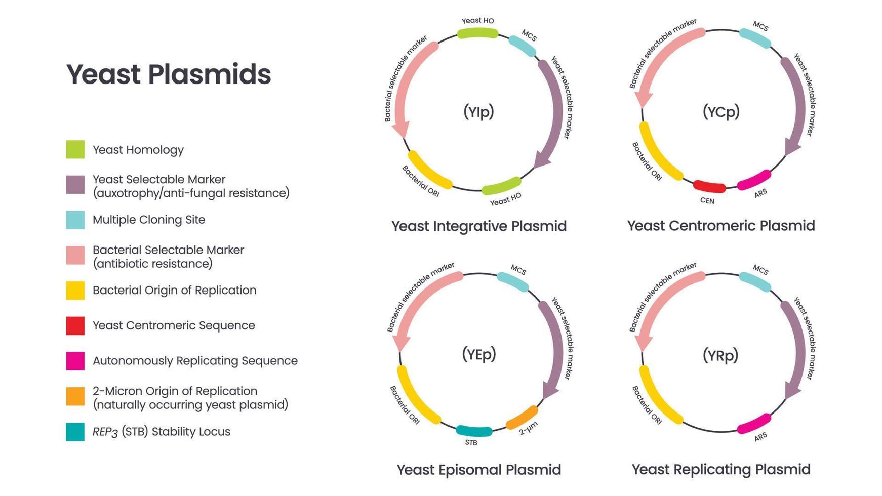 Yeast plasmids scientific vector illustration diagram infographic