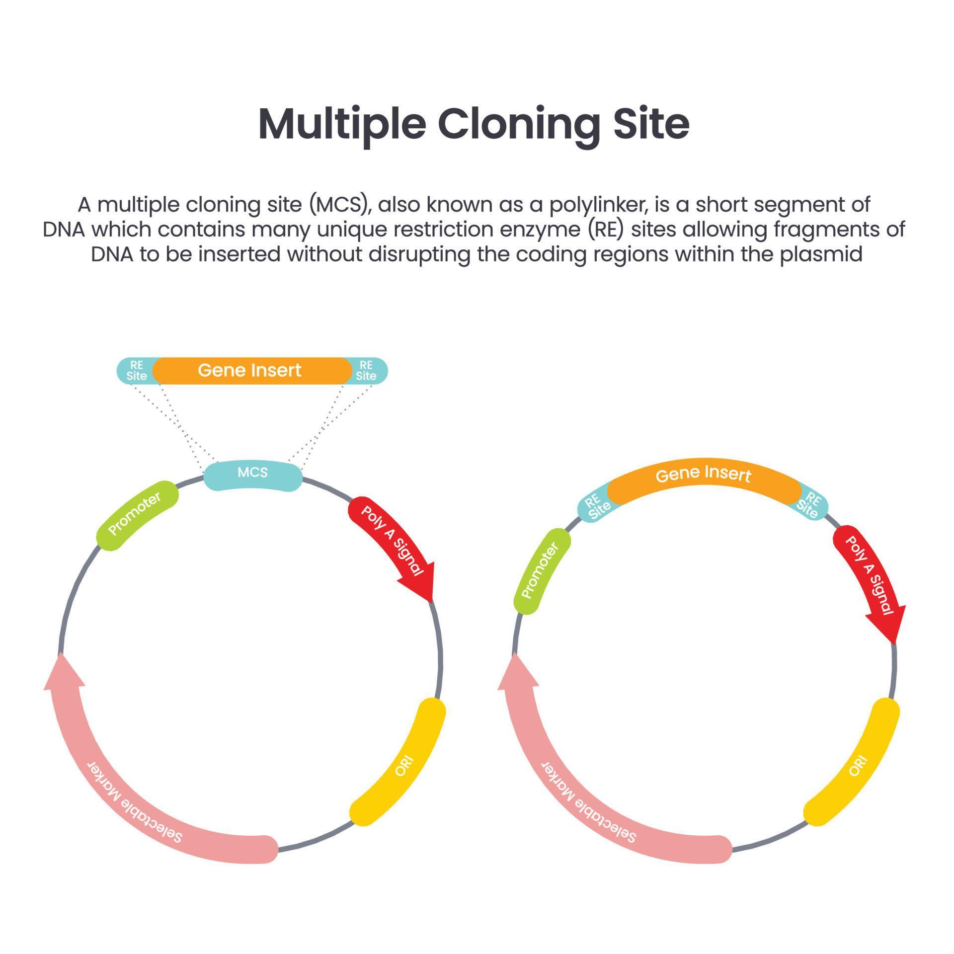 Multiple Cloning Site MCS scientific vector illustration infographic ...