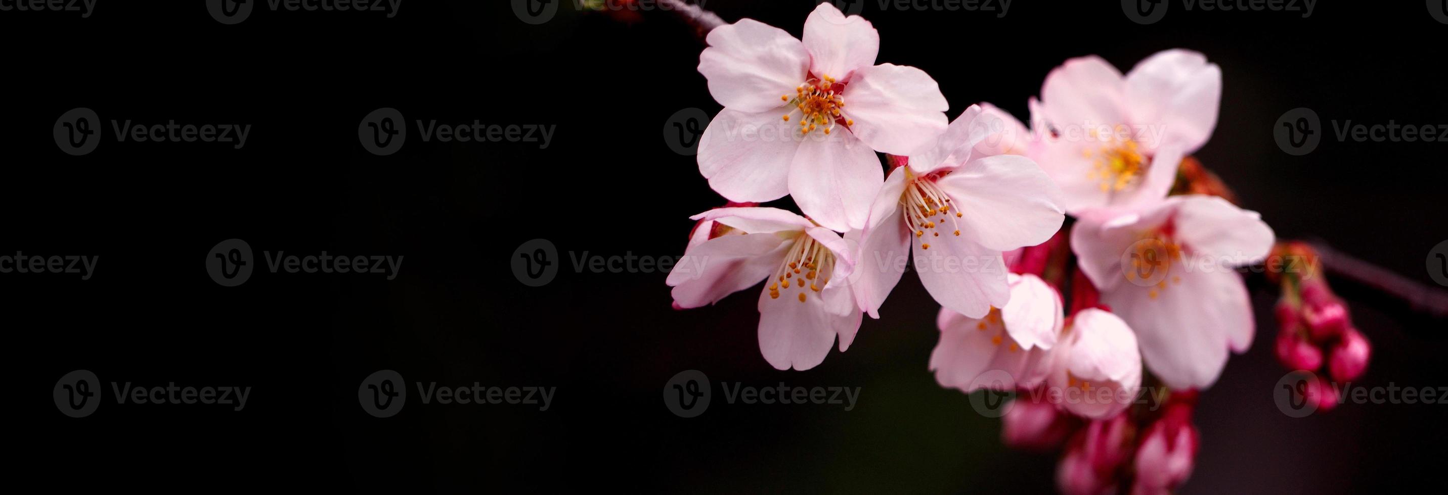 Real pink sakura flowers or cherry blossom close-up. photo