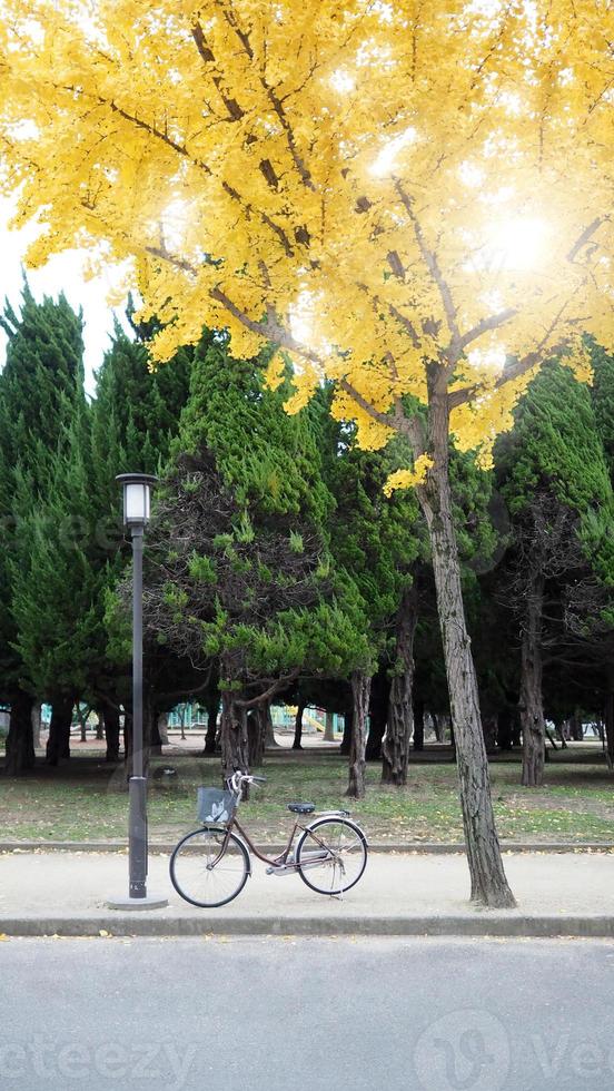 árbol de hoja amarilla en otoño y pequeña bicicleta vieja. foto