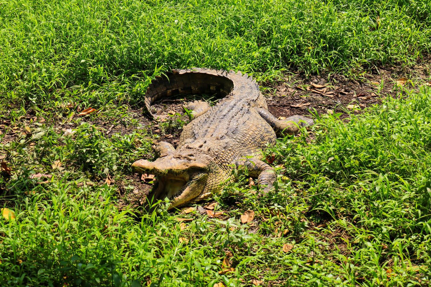 Portrait of a Nile crocodile resting in the sun near a swamp, semarang zoo, sunny December morning photo