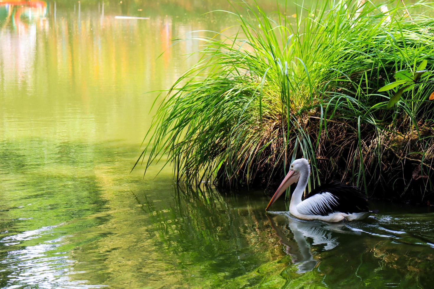 beautiful pelicans swimming in the lake. photo