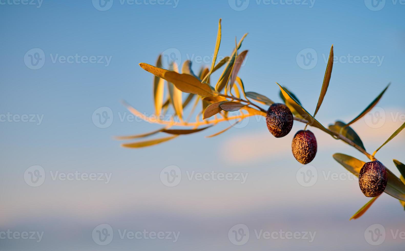 rama de un olivo con frutos maduros contra un cielo azul al atardecer, enfoque selectivo en las aceitunas, símbolo de paz y sabiduría, cosecha de aceitunas foto