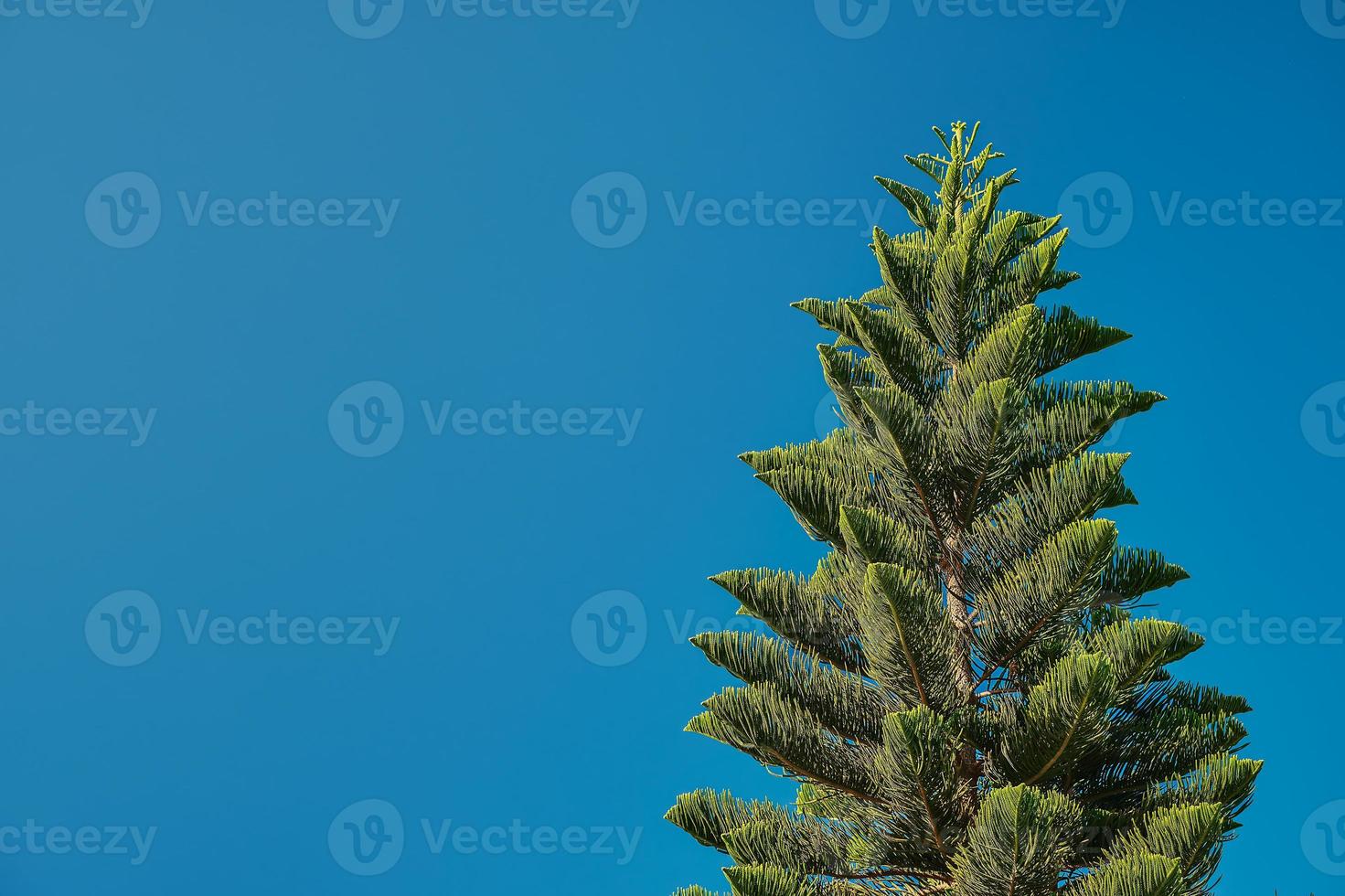 Norfolk Island Pine Araukariakuki against a clear blue sky, the idea of caring for nature, against the backdrop of ecology and environmental issues photo