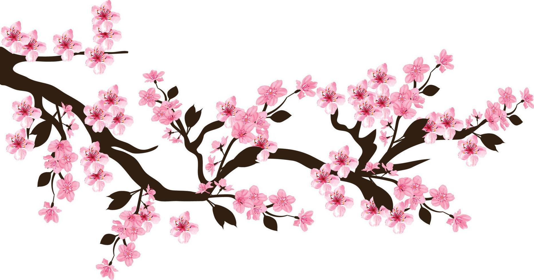 cherry blossom free vector background