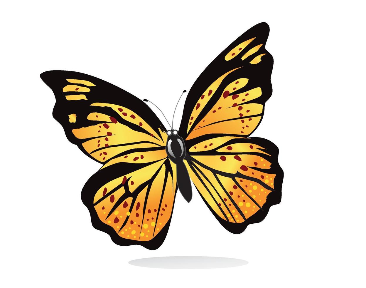 ilustración vectorial de una hermosa mariposa en un fondo vector
