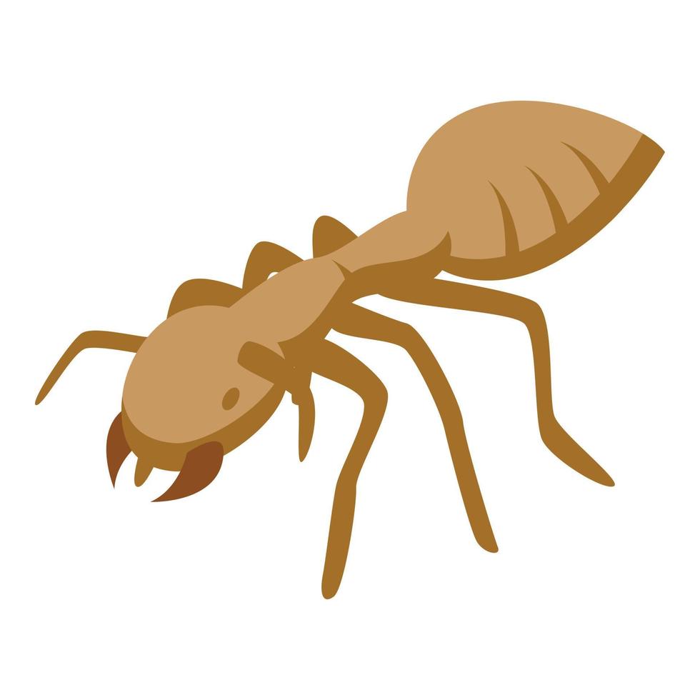 Australia ant icon isometric vector. Cute tropical vector