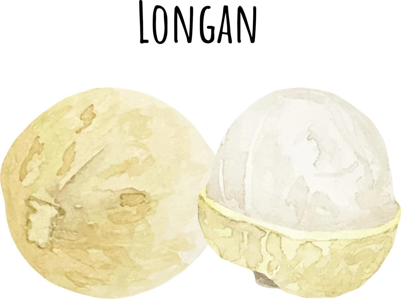 Watercolor illustration of longan. Fresh raw fruit. Longan lover illustration vector