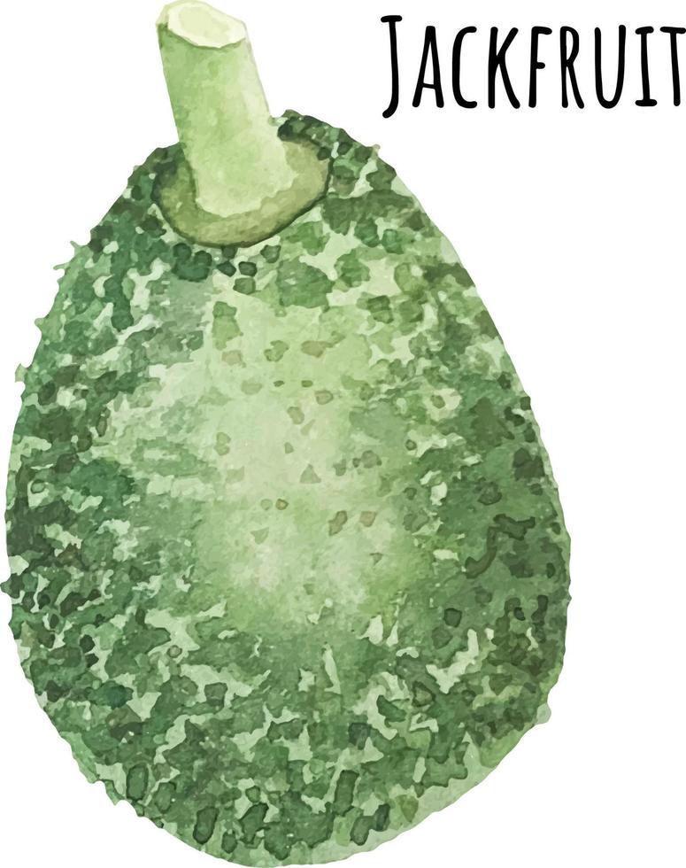 Watercolor illustration of green Jackfruit. Fresh raw fruit. Jackfruit lover illustration vector