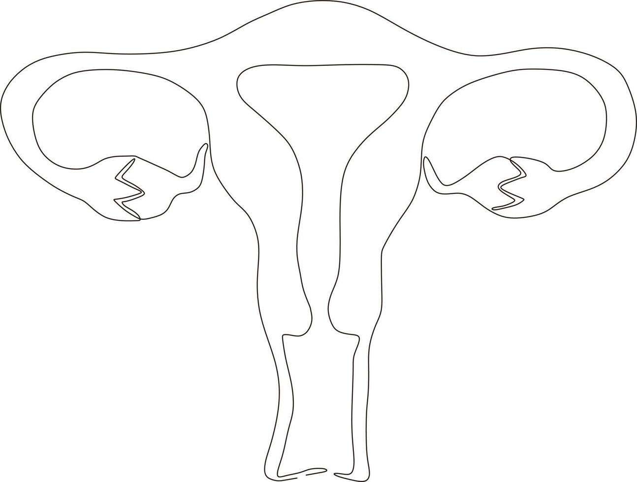 continuous line art drawing of female reproductive uterus vector