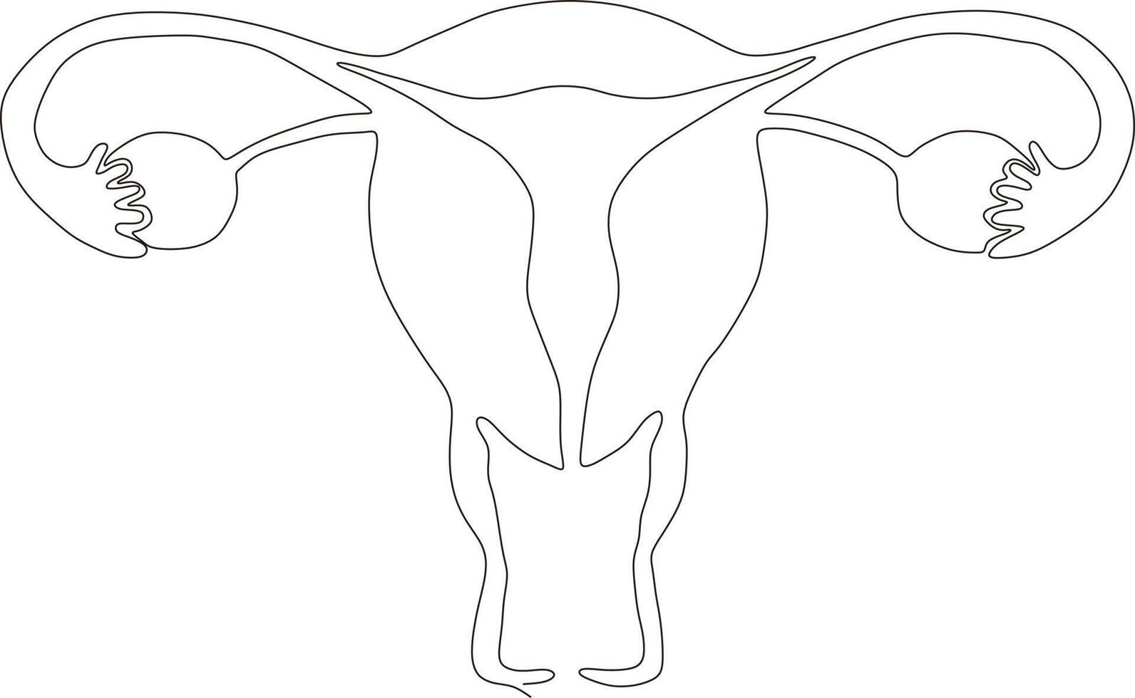 continuous line art drawing of female reproductive uterus vector