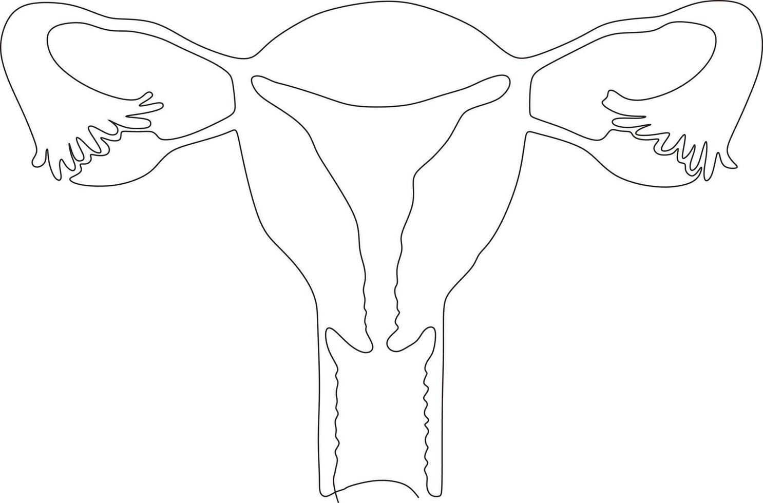 continuous line art drawing of female reproductive uterus vector