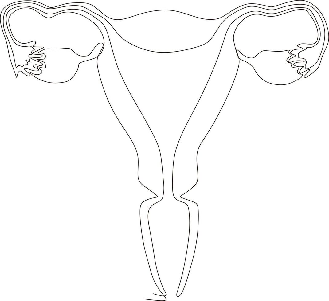 continuous line art drawing of female reproductive uterus vector