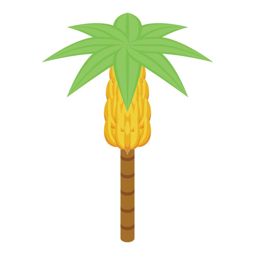 Ecuador banana tree icon isometric vector. Vacation culture vector