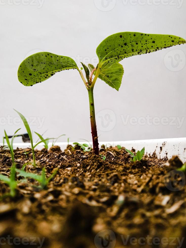 una nueva planta que crece en una olla sobre un fondo blanco foto