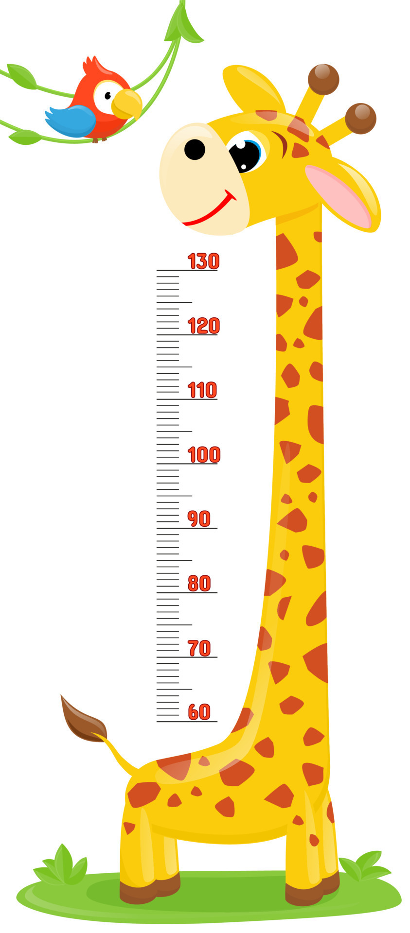 jirafa, loro. gráfico de pared o altura de metros sobre fondo blanco