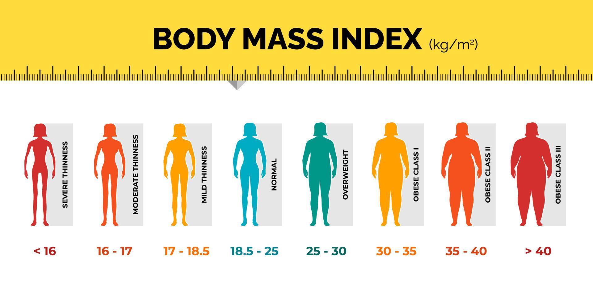 BMI classification chart measurement woman colorful infographic with ruler. Female Body Mass Index scale collection from underweight to overweight fit. Person different weight level. Vector eps