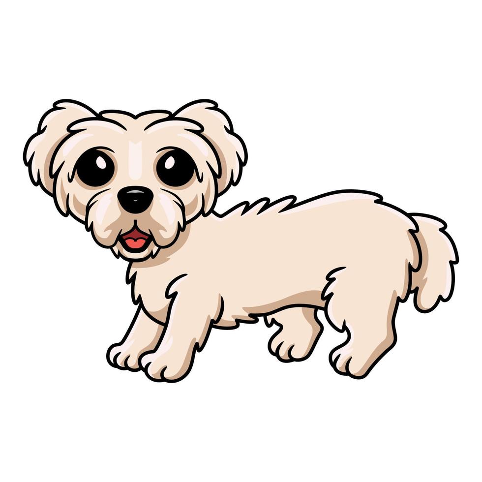 lindo, perrito maltés, perro, caricatura vector