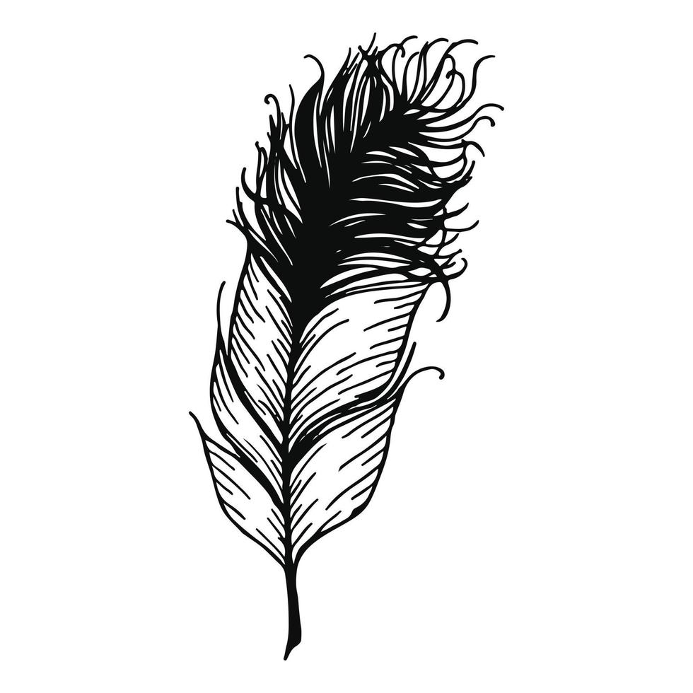 feather ornament vector illustration in black and white colors