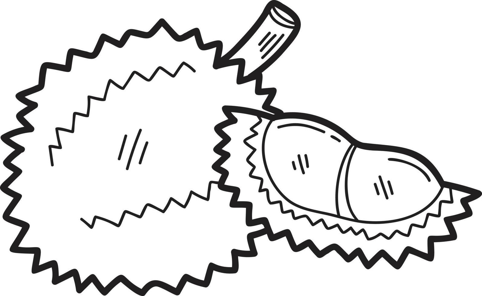 Hand Drawn durian fruit illustration vector