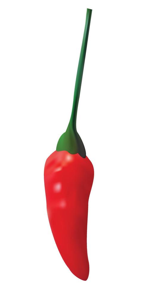 Red hot natural chili pepper pod realistic vector illustration. Design for grocery, culinary products, seasoning and spice package.