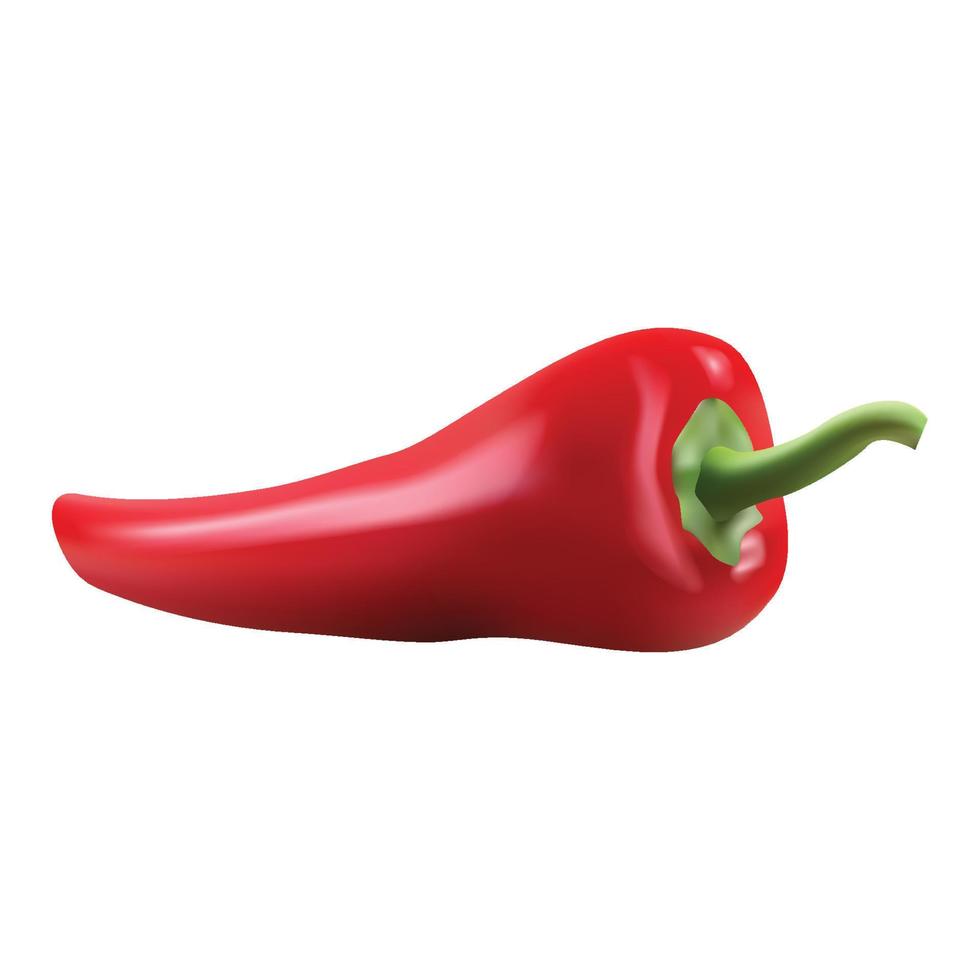 Red hot natural chili pepper pod realistic vector illustration. Design for grocery, culinary products, seasoning and spice package.