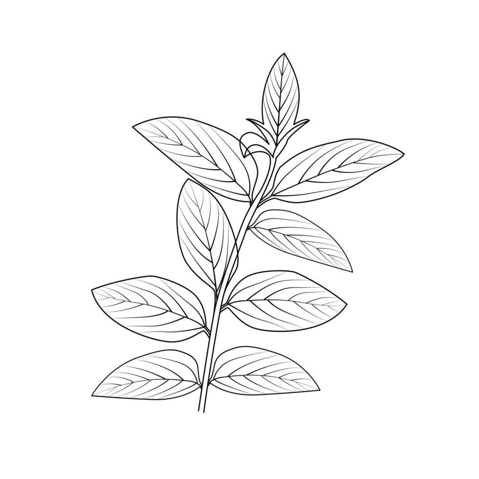hand drawn plants, plant drawing vine isolated vector art on white background