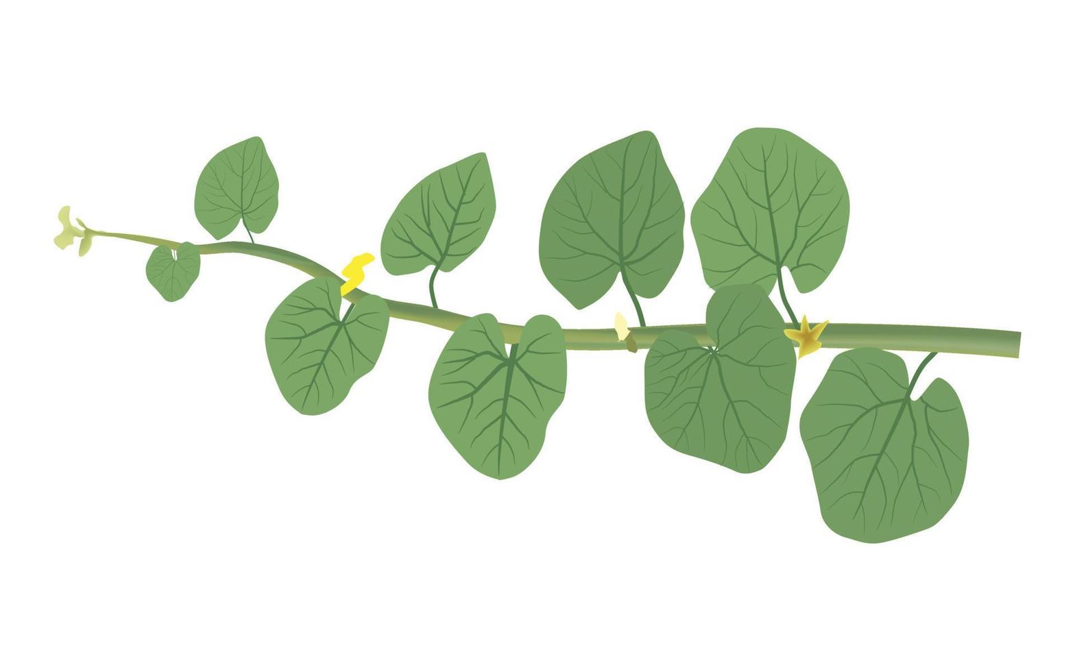 plantas dibujadas a mano, dibujo de plantas vid arte vectorial aislado sobre fondo blanco vector