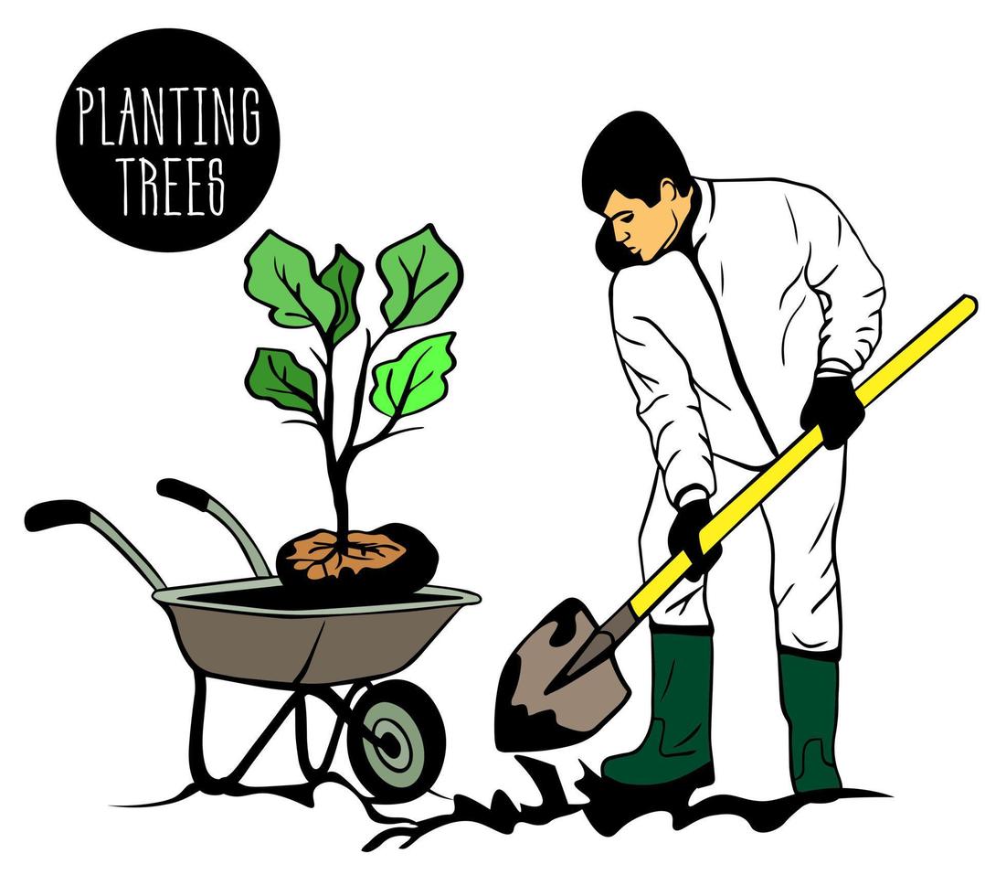 Boy, man in overalls, wearing gloves and with shovel, is planting young tree. The shrub is lying in a wheelbarrow. Greening the planet, young volunteers work in the park. vector
