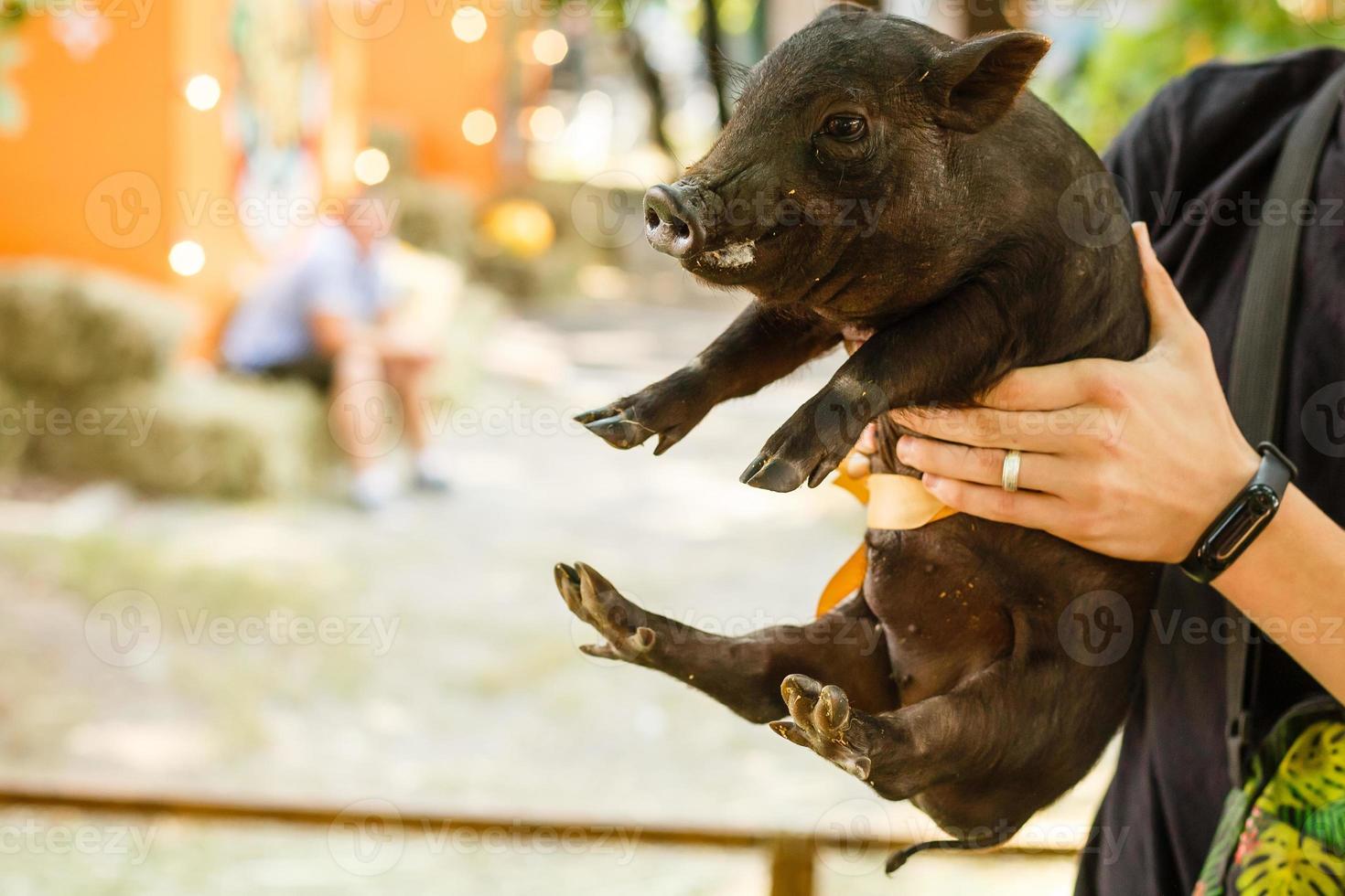 cerdito negro en manos de un hombre foto