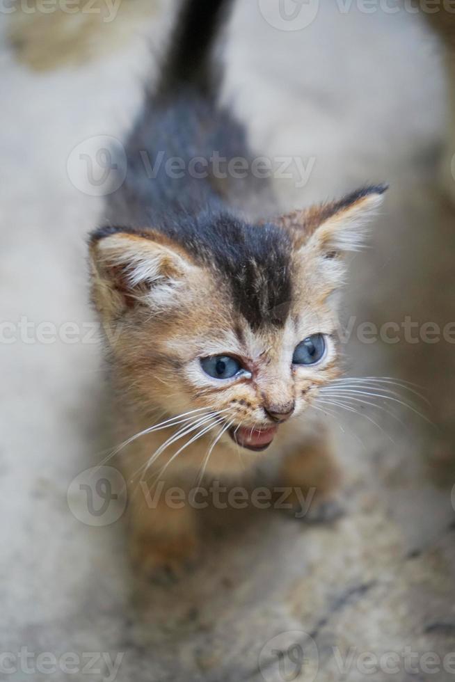 picture of a Indonesian domestic kitten with black and brown pattern meowing. Felis silvestris photo