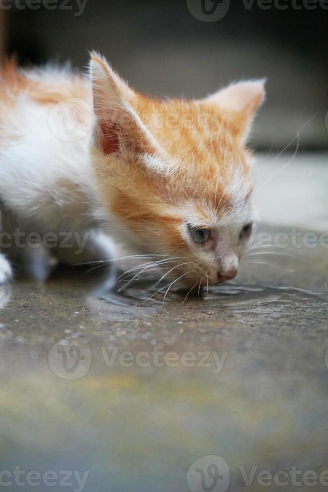 picture of ginger domestic kitten drinking water activity. Felis silvestris catus photo