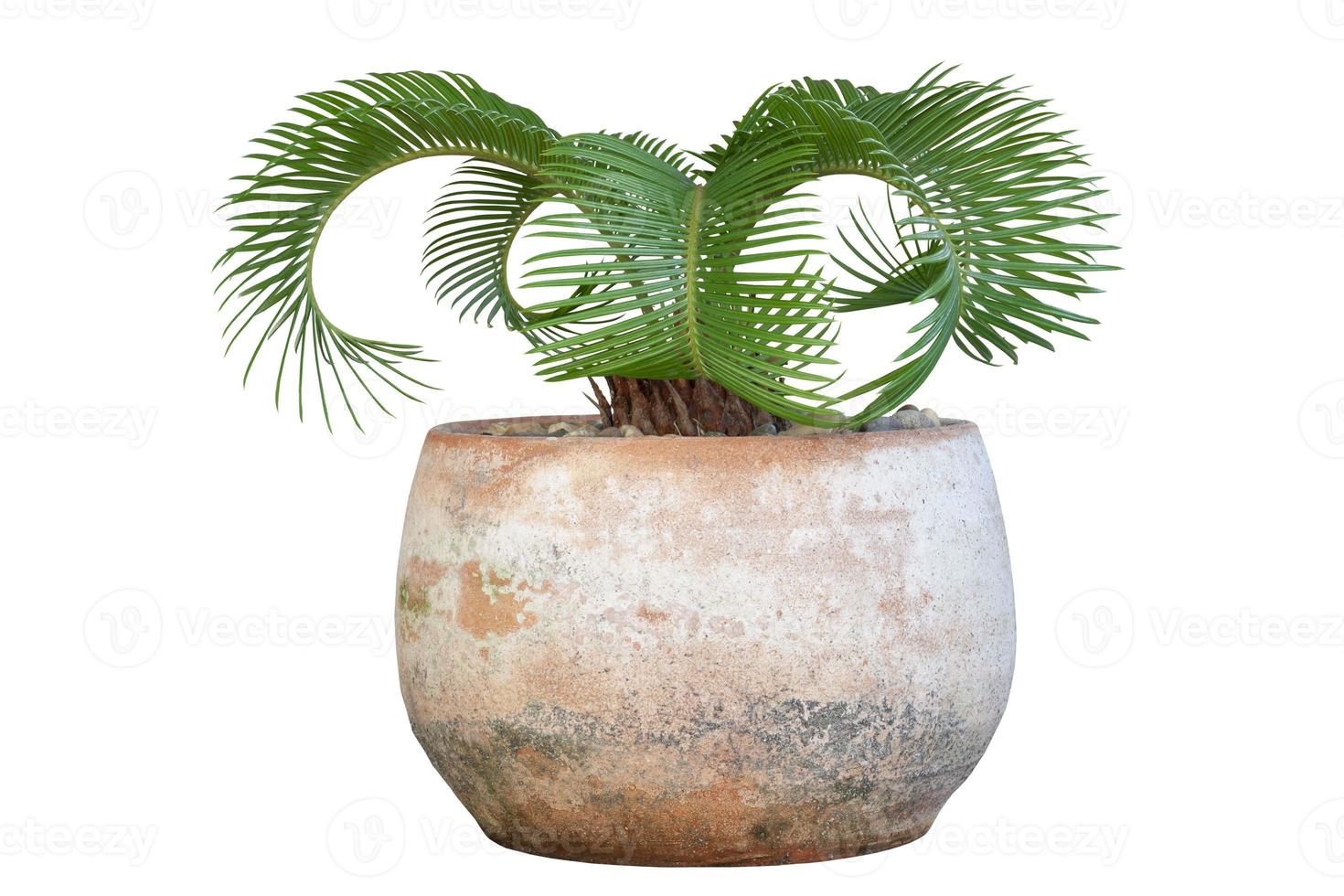 Small Sago Palm is growing in pot isolated on white background included clipping path. photo