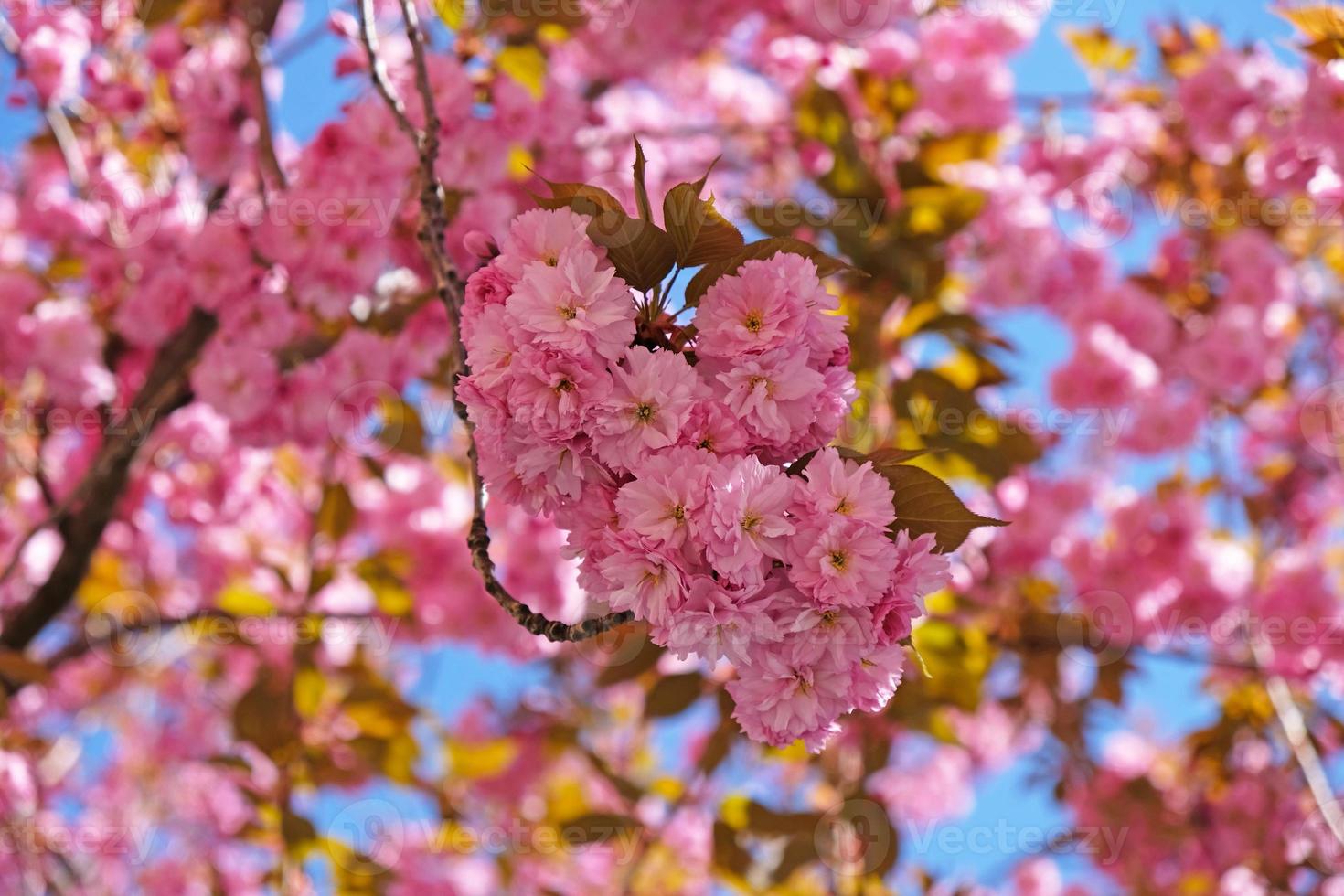 pancarta de flores de primavera. rama de flores rosas florecientes del árbol de sakura a principios de la primavera. sorprendente pancarta de primavera floral natural o tarjeta de felicitación, postal, afiche. foto