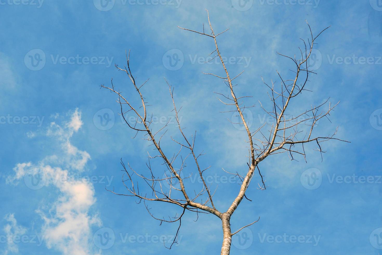 Deciduous trees in winter in Asia on the sky background. soft and selective focus. photo